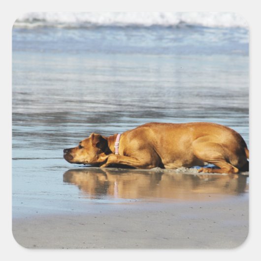 Rhodesian Ridgeback - Is het water koud? Vierkante Sticker (Voorkant)
