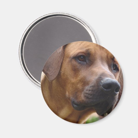 Rhodesian Ridgeback Magnet Magneet (Voorkant / Achterkant)