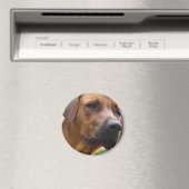 Rhodesian Ridgeback Magnet Magneet (Insitu (Vaatwasser))