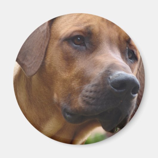 Rhodesian Ridgeback Magnet Magneet (Voorkant)