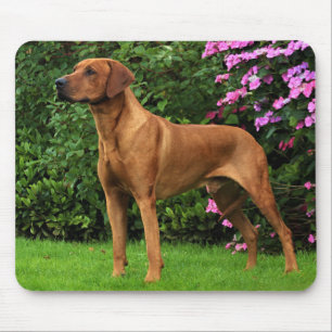 Rhodesian Ridgeback Muismat