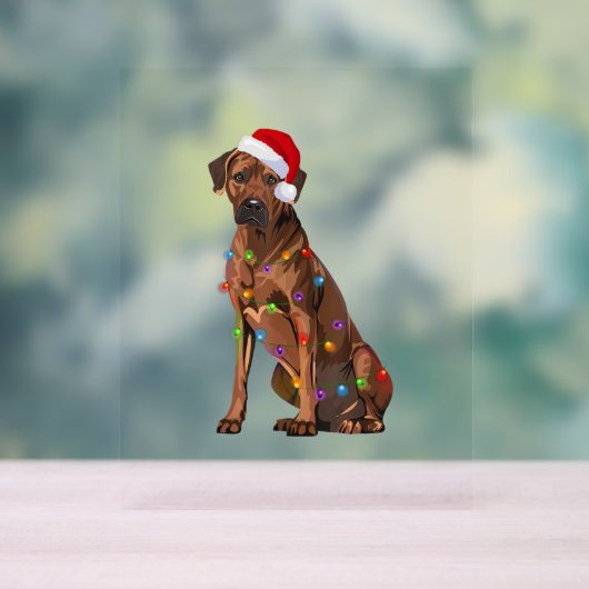 Rhodesian Ridgeback Noël Lumières Noël Chien de No (Neutre)