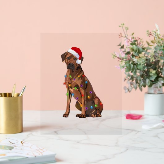 Rhodesian Ridgeback Noël Lumières Noël Chien de No (Mariage)