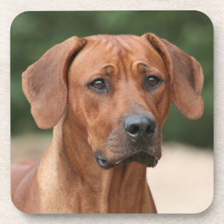 Rhodesian Ridgeback onderzetters