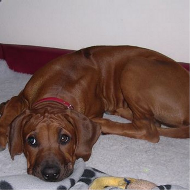 Rhodesian_Ridgeback_puppy Fotobeeldje Sleutelhanger (Voorkant)