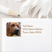 Rhodesian Ridgeback Retouradreslabel Etiket (Insitu)