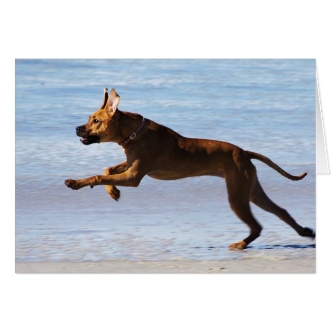 Rhodesian Ridgeback - saut (Devant horizontal)