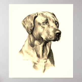 Rhodesian Ridgeback schets poster