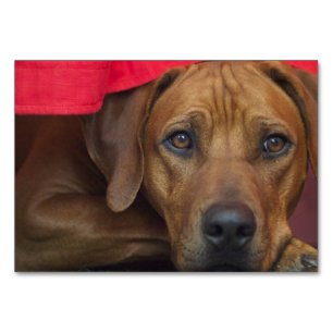 rhodezisch-ridgeback kaart