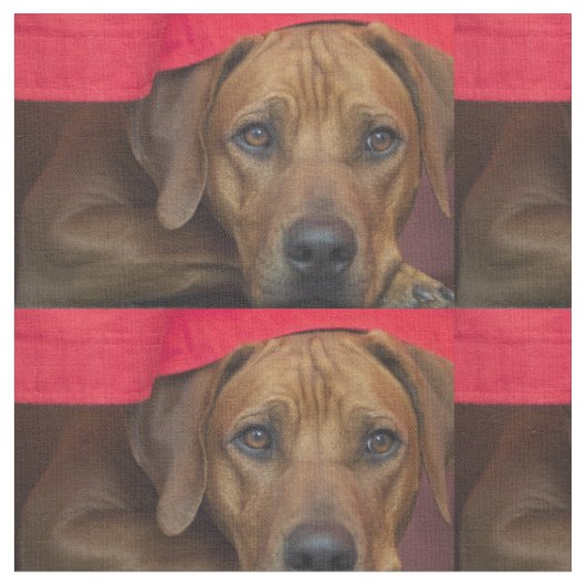 rhodezisch-ridgeback stof (Close Up)