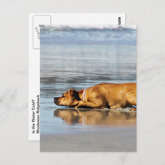 Rhodezische belasting - Is het water koud? Briefkaart (Voorkant / Achterkant)