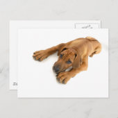 Rhodezische ridgeback briefkaart (Voorkant / Achterkant)