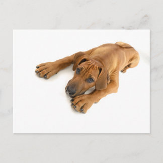 Rhodezische ridgeback briefkaart