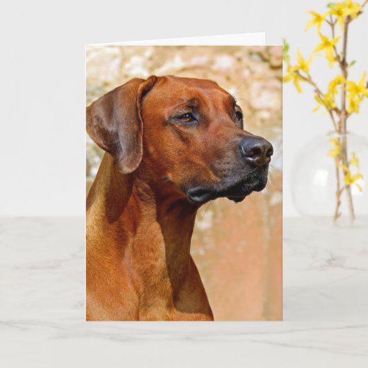 Rhodezische ridgeback kaart (Gele Bloem)