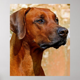 Rhodezische ridgeback poster