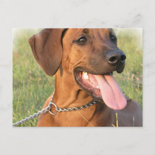 Rhodezische Ridgeback Rescue Briefkaart