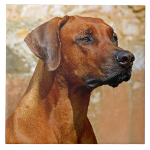 Rhodezische ridgeback tegeltje