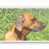 rhodezische ridgeback tweede sticker (Voorkant)