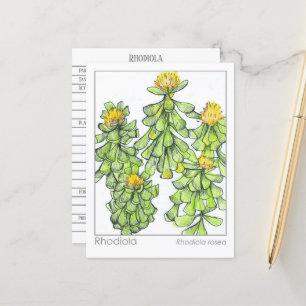 Rhodiola Plant kruidenstudie Materia Medica Briefkaart