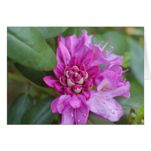 Rhododendron