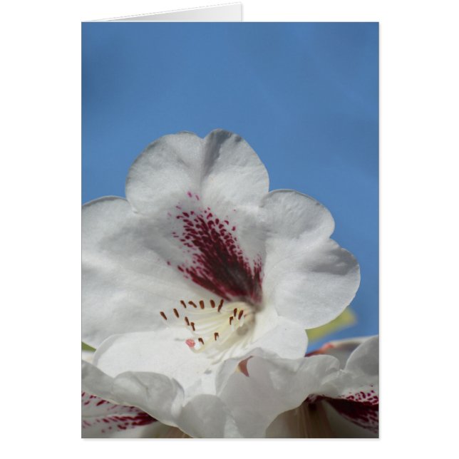 Rhododendron blanc avec bordeaux (Devant)