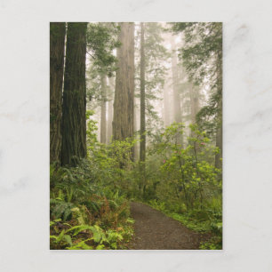 Rhododendron bloeiend tussen de Coast Redwoods / Briefkaart