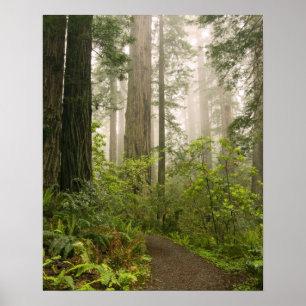 Rhododendron bloeiend tussen de Coast Redwoods / Poster