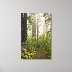 Rhododendron bloeit tussen de Coast Redwoods / Canvas Afdruk
