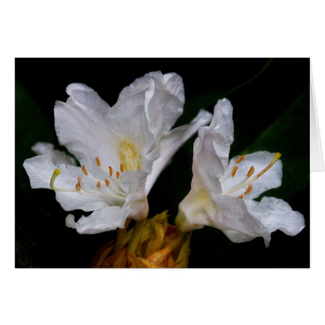 Rhododendron bloemen (Voorkant Horizontaal)