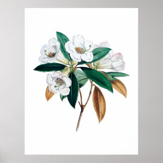 Rhododendron botanische print
