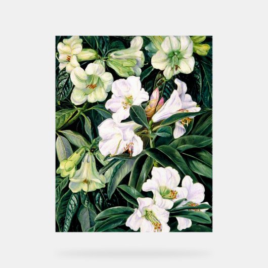 Rhododendron de l'Inde du Nord (Recto)