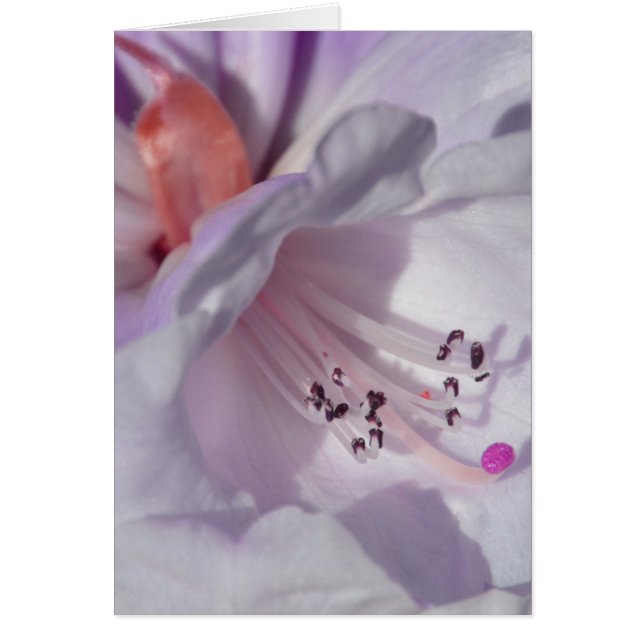 Rhododendron en blanc et magenta (Devant)