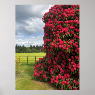 Rhododendron en Schilderachtig Uitzicht in Schotla Poster