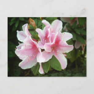 Rhododendron Flowers Briefkaart
