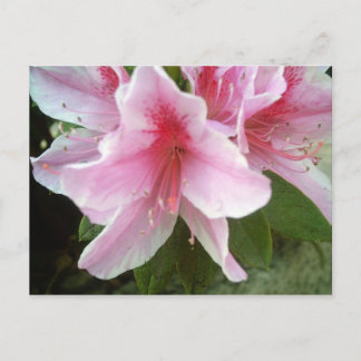 Rhododendron Flowers Briefkaart