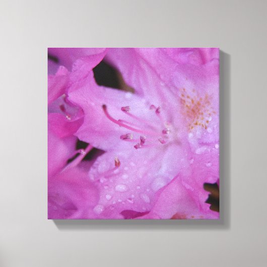 Rhododendron gewikkeld canvas afdruk (Voorkant)