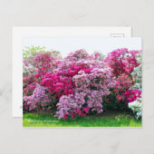 Rhododendron: Hirado-Tsutsuji [Briefkaart] Briefkaart (Voorkant / Achterkant)