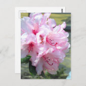Rhododendron "Hydon Down" (Briefkaart) Briefkaart (Voorkant / Achterkant)