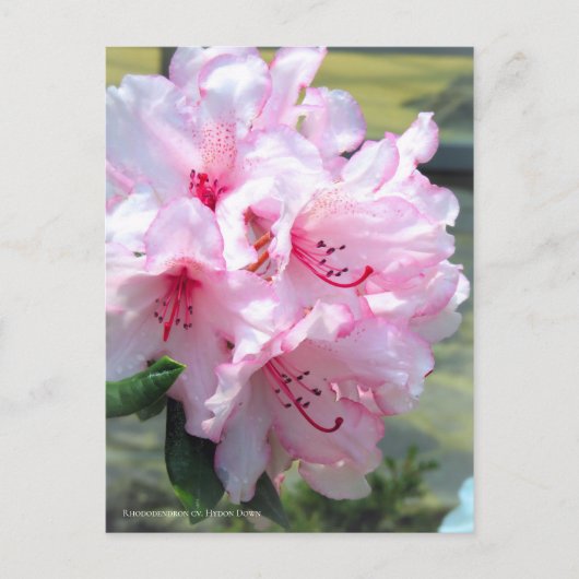Rhododendron "Hydon Down" (Briefkaart) Briefkaart (Voorkant)