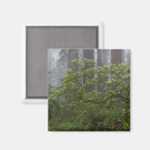 Rhododendron in Redwood National Park California Magneet (Voorkant / Achterkant)