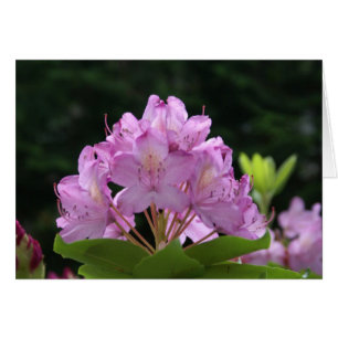 Rhododendron lilas