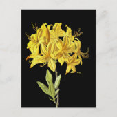 Rhododendron luteum (Pontic Azalea) Briefkaart (Voorkant)