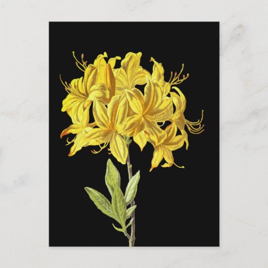 Rhododendron luteum (Pontic Azalea) Briefkaart (Voorkant)