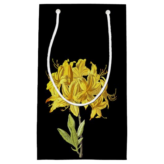 Rhododendron luteum (Pontic Azalea) Klein Cadeauzakje (Voorkant)