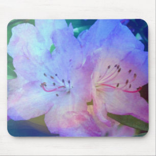 Rhododendron Muismat