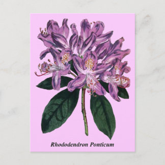 Rhododendron Ponticum Briefkaart