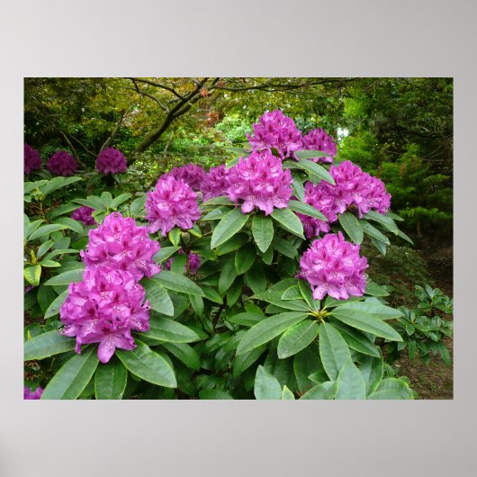 Rhododendron Ponticum Poster (Voorkant)