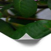Rhododendron Poster (Hoek)