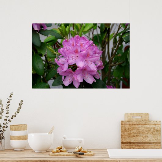 Rhododendron Poster (Keuken)