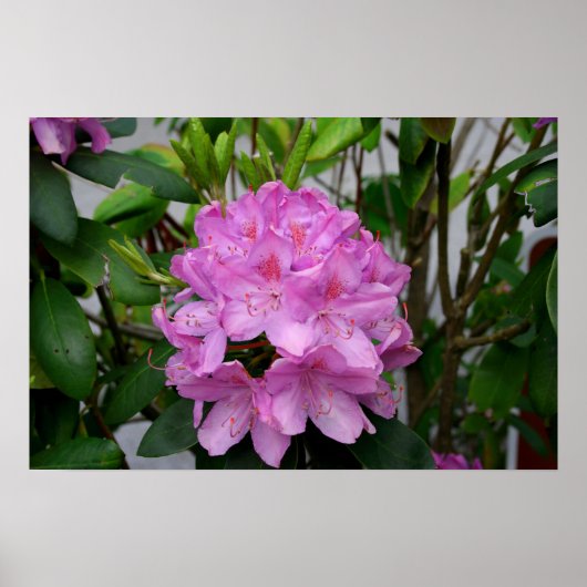 Rhododendron Poster (Voorkant)